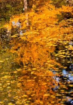 Yellow tree fall leaves reflection abstract van dusen gardens vancouver briti Stock Photos