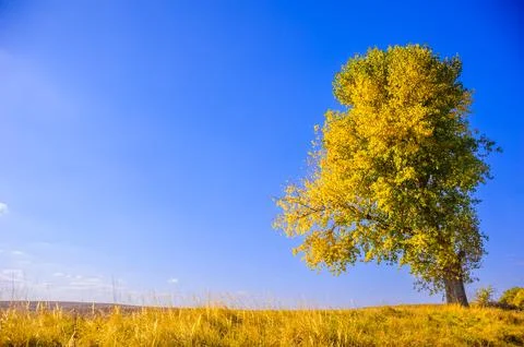 Yellow tree in the field Stock Photos