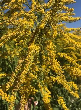 Yellow tree flowers bloom in spring on background sky Stock Photos