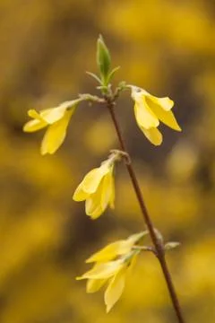 Yellow Tree Flowers Stock Photos