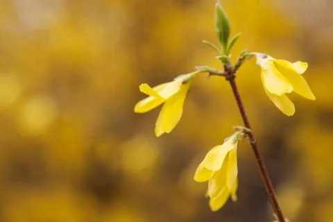 Yellow Tree Flowers Stock Photos