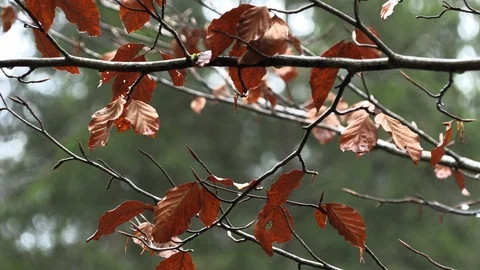 Yellow tree foliage with dew drops, slow motion Stock Footage 98001648