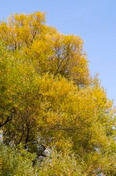 Yellow tree foliage Stock Photos