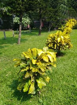 Yellow Tree Foliage Stock Photos