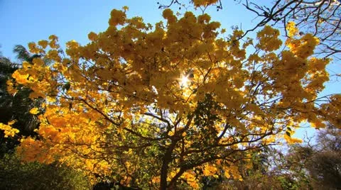 Yellow Tree Stock Footage 20588753