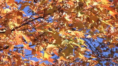 Yellow Tree Stock Footage 32901397