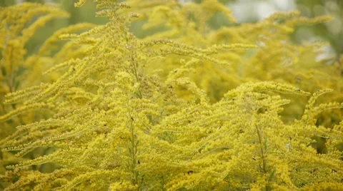 Yellow tree Stock Footage 50019002