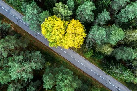 Yellow tree in forest Stock Photos