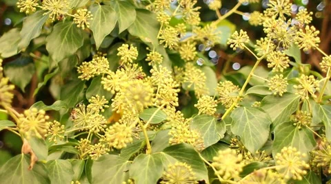 Yellow tree full of bees Video stock 52513758