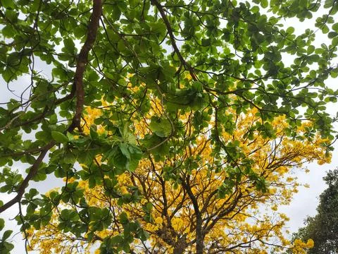 Yellow Tree with Green Foliage Stock Photos