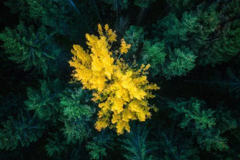 Yellow tree in green forest Stock Photos
