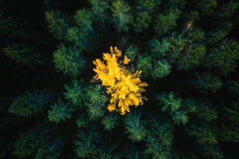 Yellow tree in green forest Stock Photos