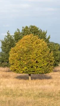 A yellow tree with a green tree right behind it Foto stock