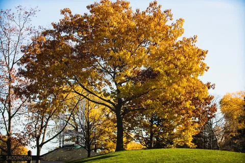 Yellow tree on hill Stock Photos