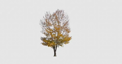 Yellow tree isolated on black background. Autumn yellow leaves. Alpha Channel Stock Footage 141647773