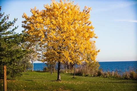 Yellow tree by lake Stock Photos