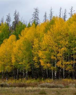 Yellow tree landscape during the fall season in colorado Stock Photos