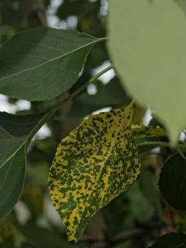 Yellow tree leaf affected by black spots disease macro Stock Photos