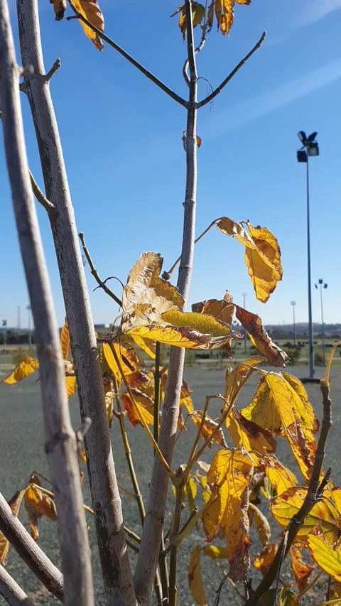 Yellow tree leaves and in the background Hipodromo. Seville Stock Footage 224869758