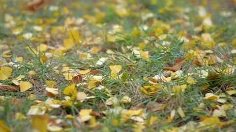 Yellow tree leaves fall on the grass in the autumn park Stock Footage 222986646