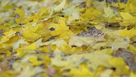 Yellow tree leaves fall on the grass in the autumn park Stock Footage 222986649