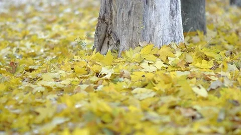 Yellow tree leaves fall on the grass in the autumn park Stock Footage 222986658