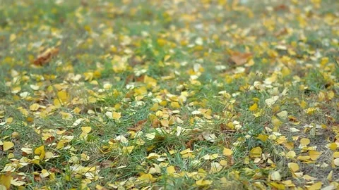 Yellow tree leaves fall on the grass in the autumn park Stock Footage 222986661