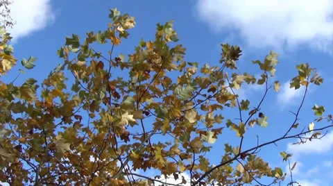 Yellow tree leaves flickers sun light and sways in autumn wind Stock Footage 33500792