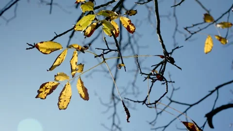 Yellow tree leaves on small thin branch moving in the wind during autumn season Stock Footage 256722407