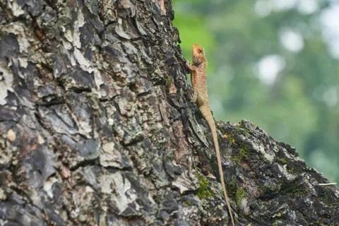 A yellow tree lizard resting on the tree Hue, vietnam. With copy space. Stock Photos