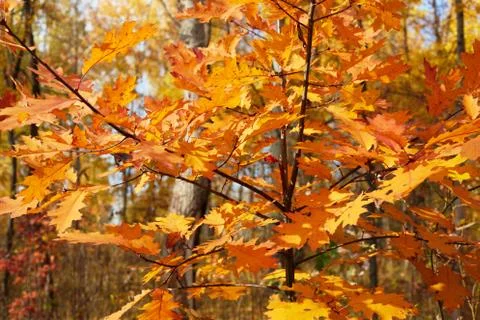 Yellow tree in october Stock Photos
