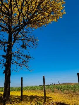 Yellow Tree in Open Field Stock Photos