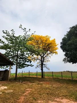 Yellow tree in open field Stock Photos