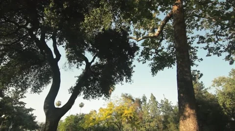 Yellow Tree in Park  Dolly In Tilt Down Video stock 40387120