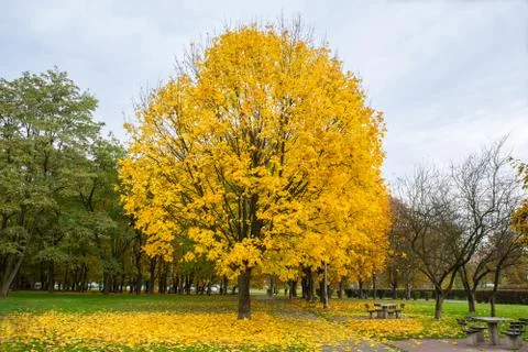Yellow tree in park Foto stock