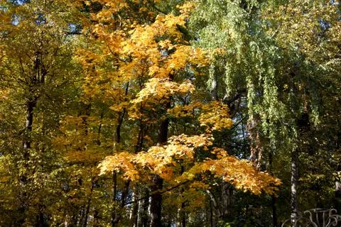 Yellow tree in the park Stock Photos