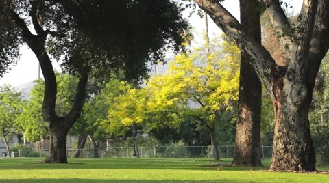 Yellow Tree in Park Stationary Video stock 40387121