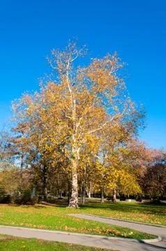 Yellow tree Stock Photos