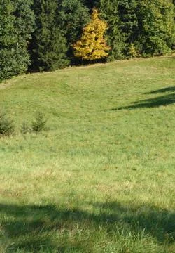 Yellow tree Foto stock