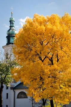 Yellow tree Stock Photos