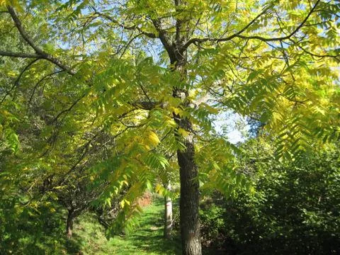 Yellow tree Stock Photos