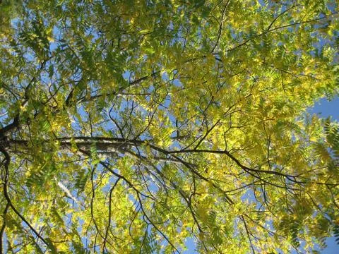 Yellow tree Stock Photos