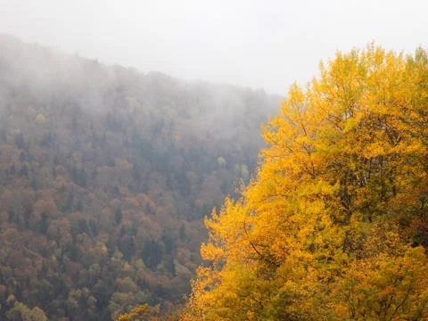 Yellow tree Stock Photos