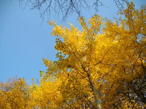 Yellow tree Stock Photos