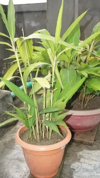 Yellow tree Stock Photos