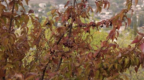 Yellow tree with red berries. Town in the background. Video stock 42653660