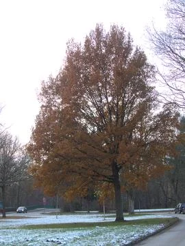 Yellow Tree By The Road Stock Photos