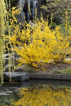 A yellow tree with a rock in front of it Stock Photos