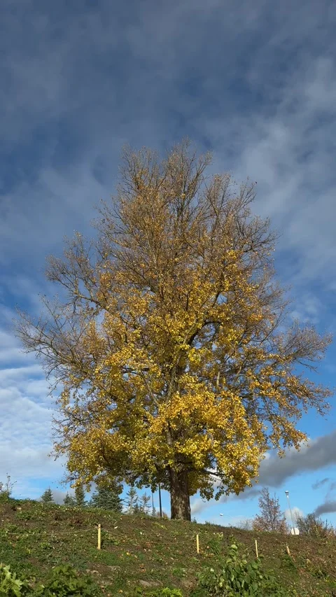 Yellow tree shaken by wind with blue sky at background Stock Footage 257351082