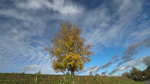 Yellow tree shaken by wind with blue sky at background. Wide angle Stock Footage 257351284